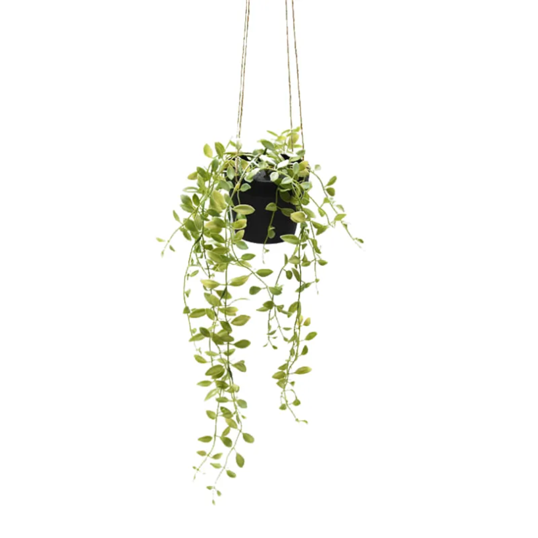 PLANTA COLGANTE 82CM