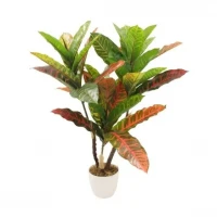 CROTTON 60CM