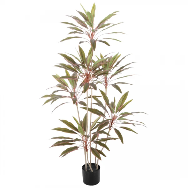 PLANTA TI ROJA CON MACE...