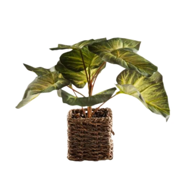 PLANTA CON MACETA DE RA...