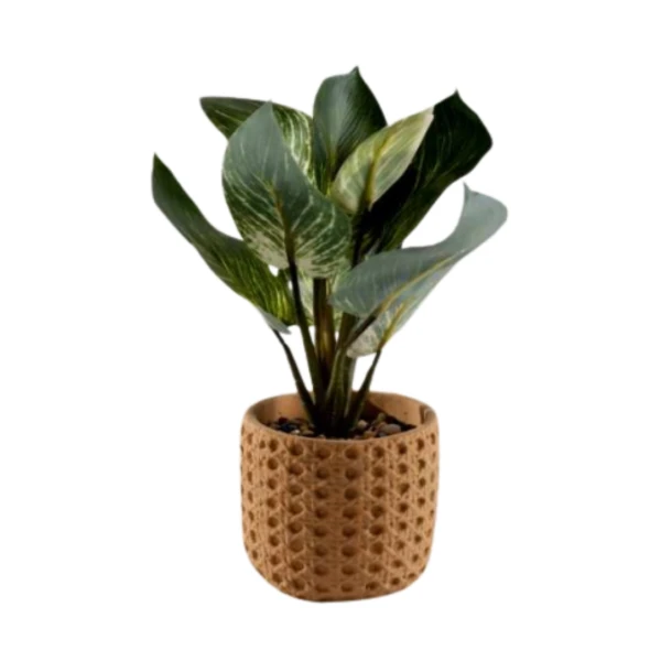 PLANTA CON MACETA DE CE...