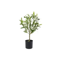 OLIVO 50CM