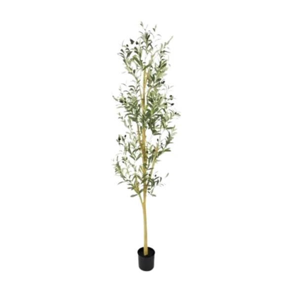 OLIVO 150CM