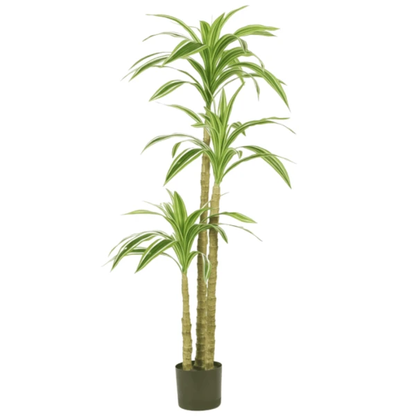 PLANTA DRACENA X3