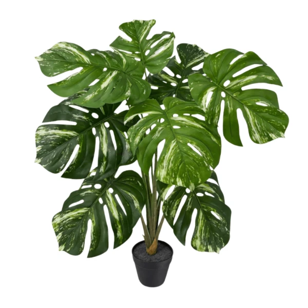 PLANTA MOSTERA