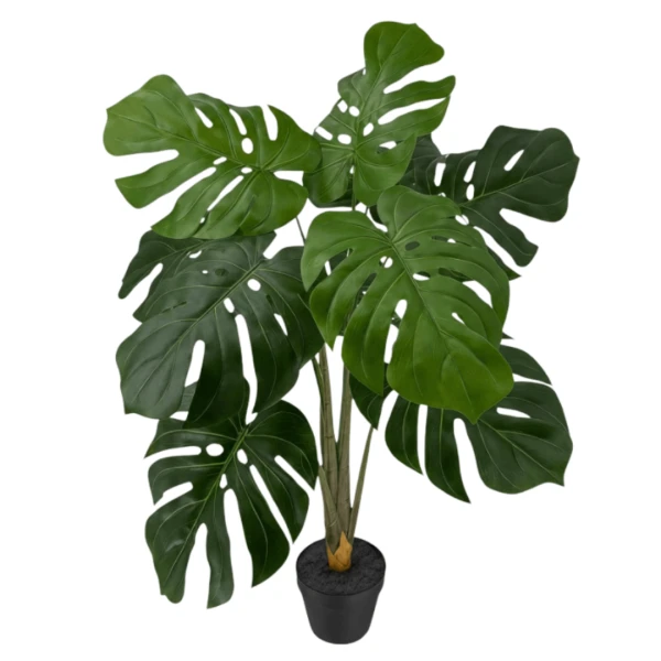 PLANTA MOSTERA