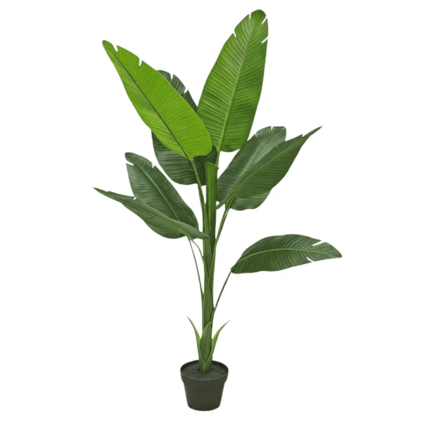 PLANTA BANANO