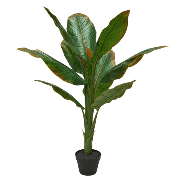 PLANTA ACHIRA