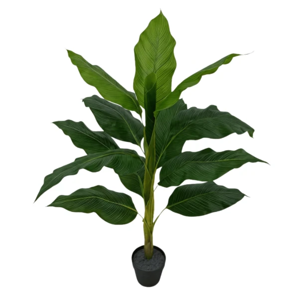 PLANTA ALOCASTA