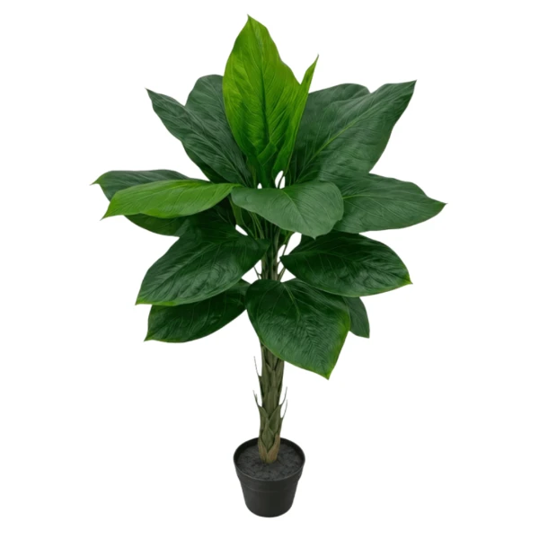 PLANTA LYRATA