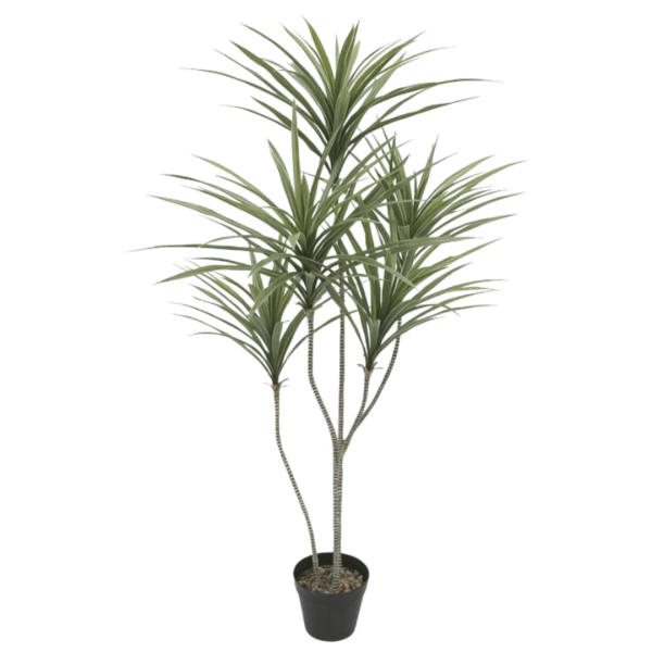 PLANTA YUCCA X5