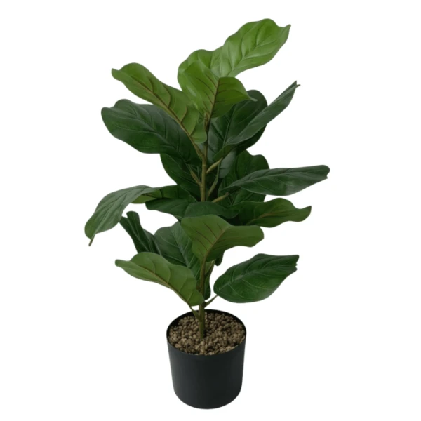 PLANTA PANDURATA