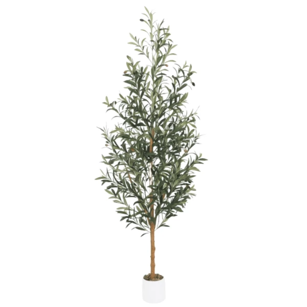 PLANTA OLIVO